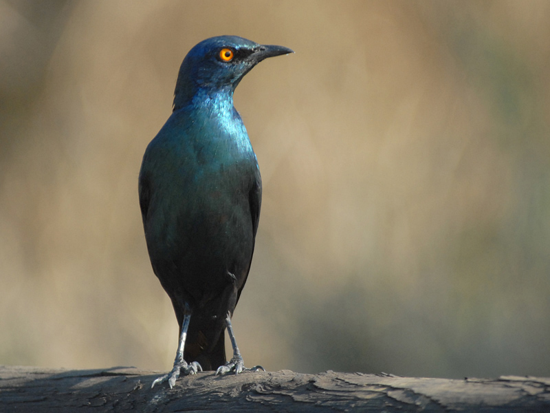 Greater Blue-Eared Starling  Kruger