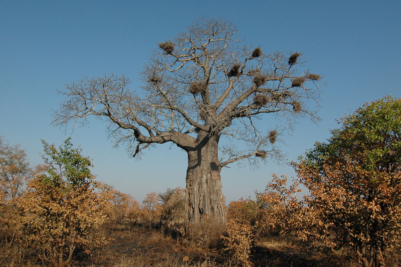 Baobab  Kruger