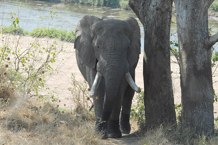 African Elephant  Kruger