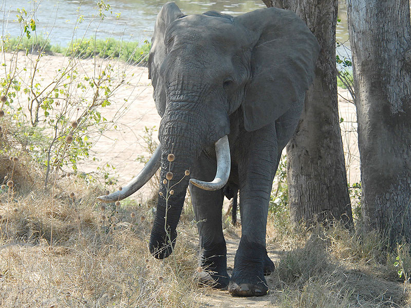African Elephant  Kruger