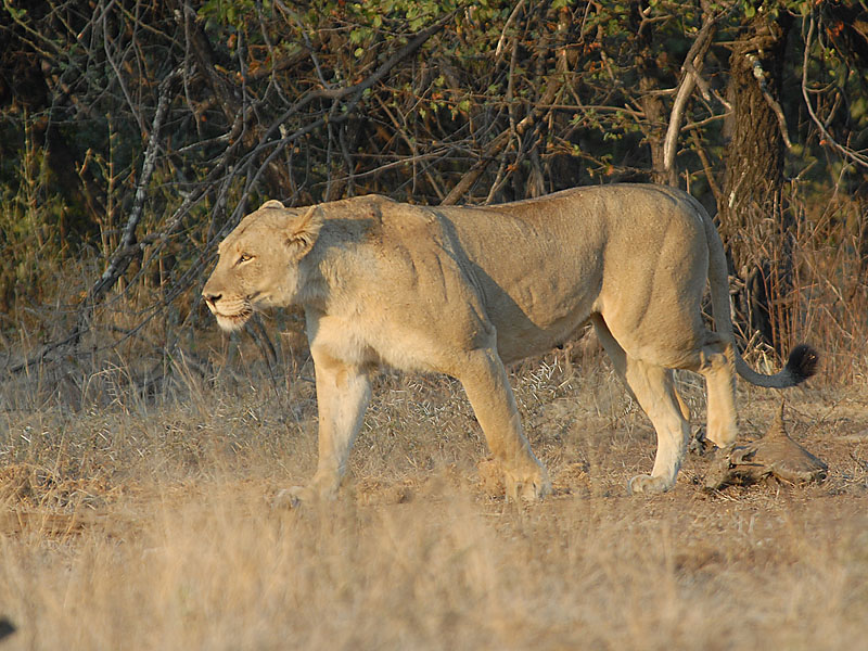 African Lion  Kruger