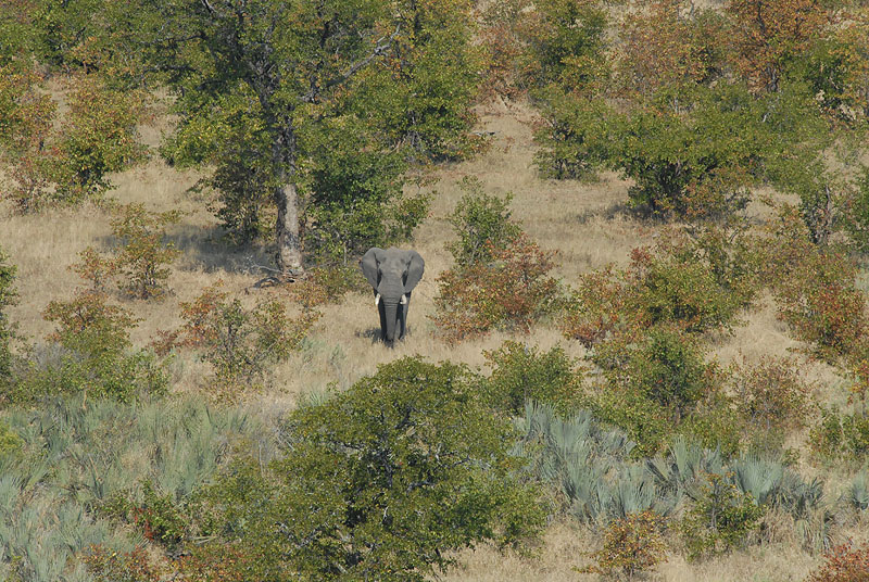 Lonely African Elephant  Kruger