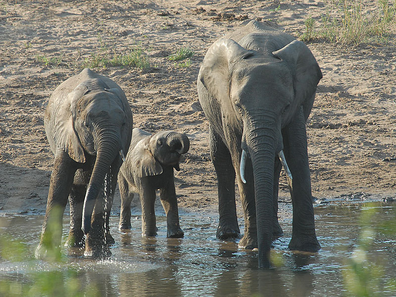 African Elephant Kruger