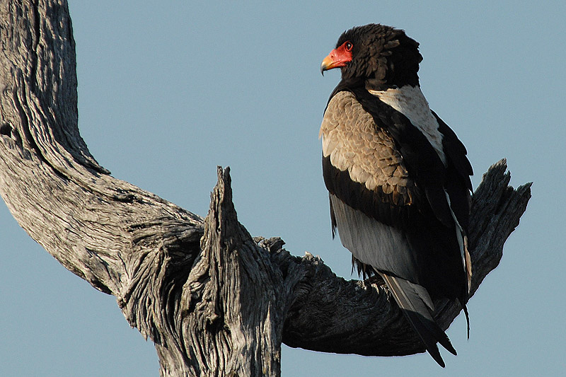 Bateleur Kruger