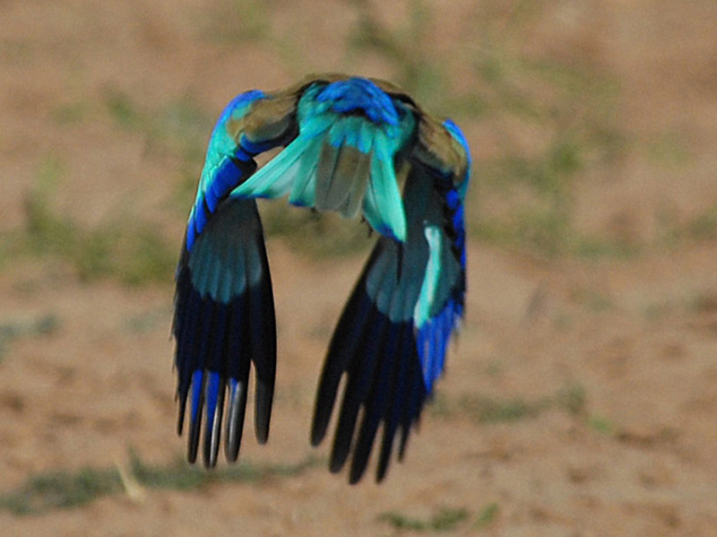 Lilacbreasted Roller   Kruger