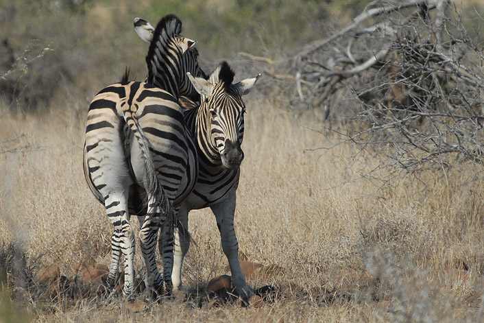 Common Zebra   Kruger