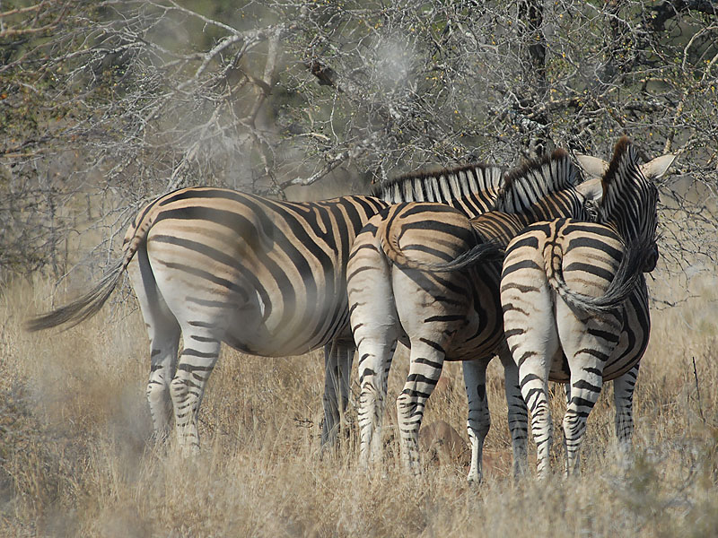 Common Zebra   Kruger