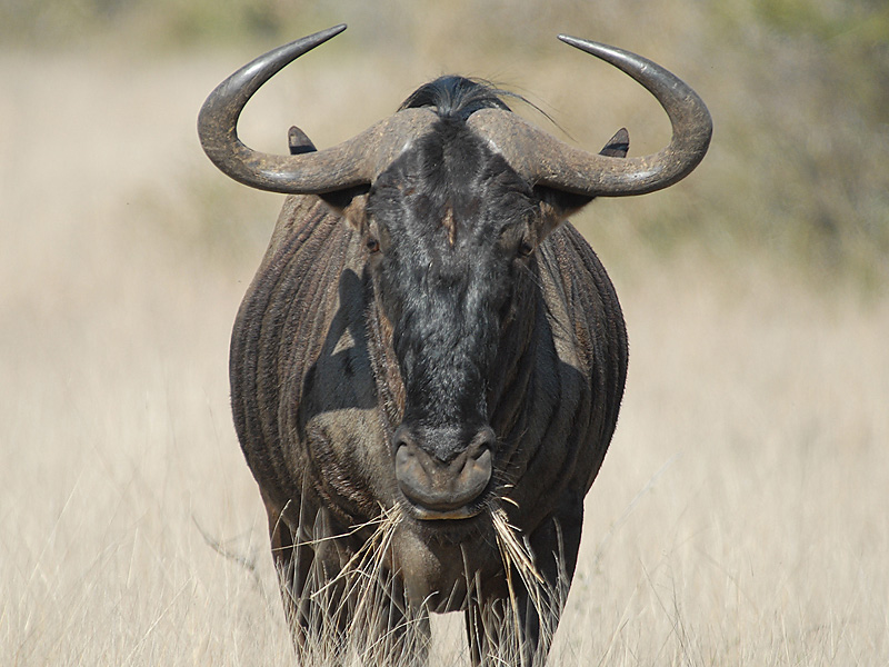 Wildebeest   Kruger