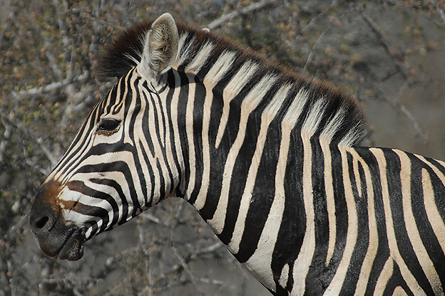 Common Zebra   Kruger