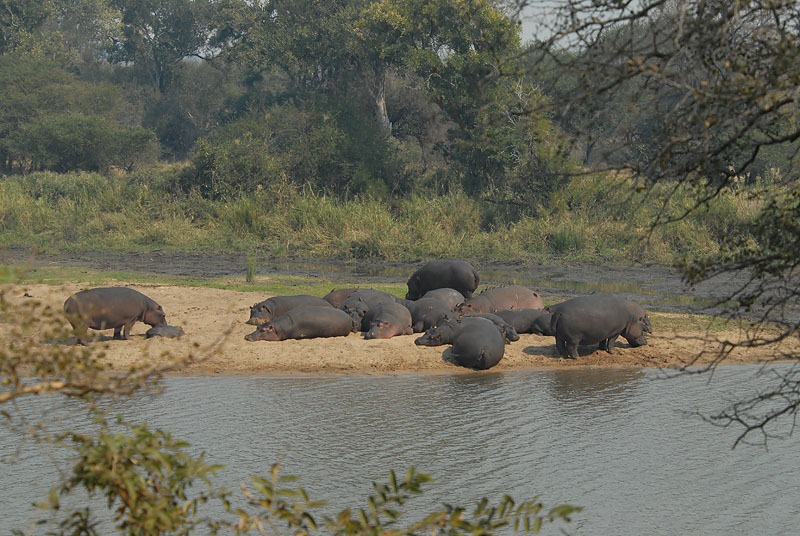 Hippo   Kruger