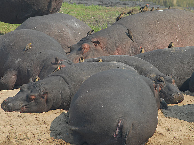 Hippo   Kruger