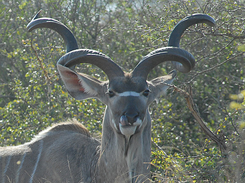 Greater Kudu   Kruger