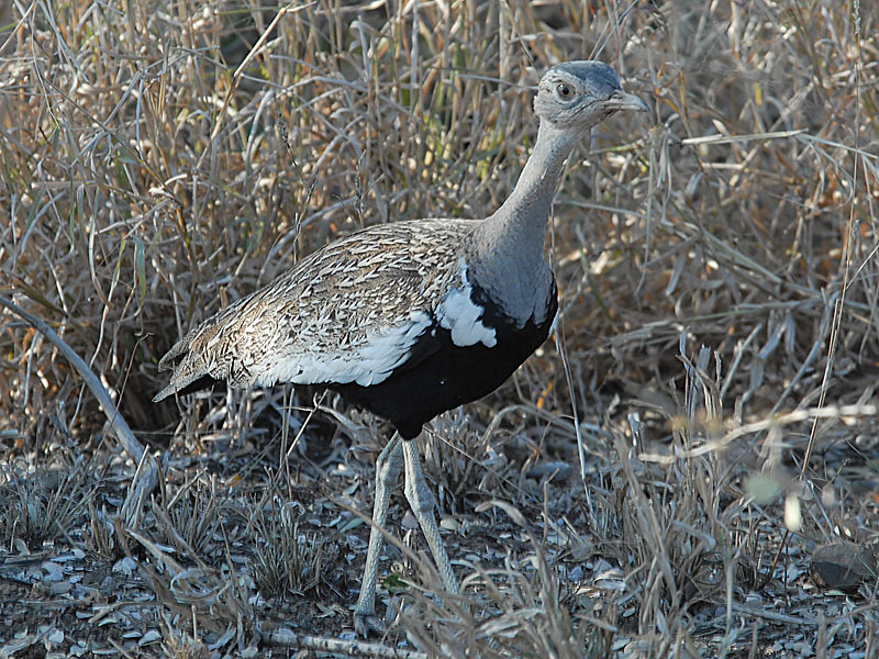 Redcrested Korhaan   Kruger