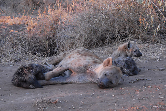 Spotted Hyaena   Kruger
