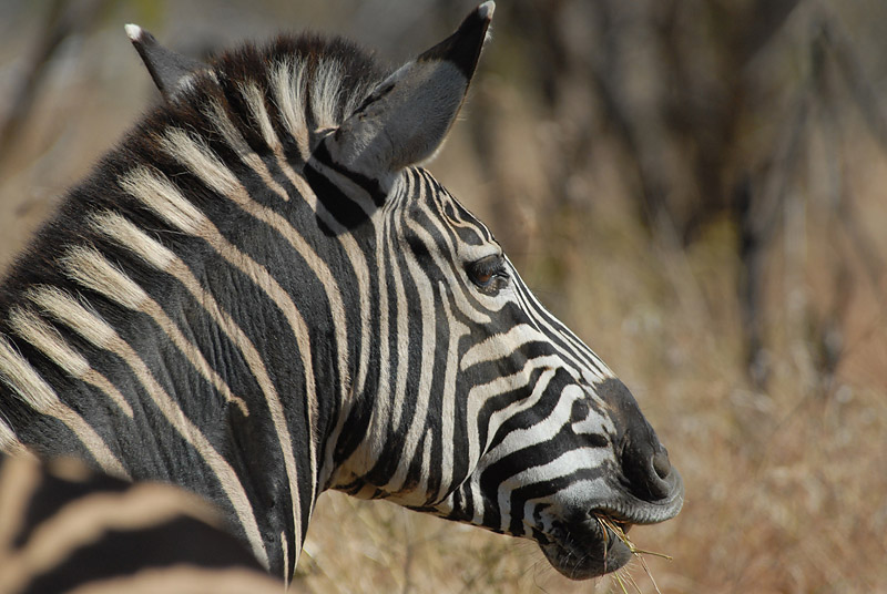 Common Zebra   Kruger