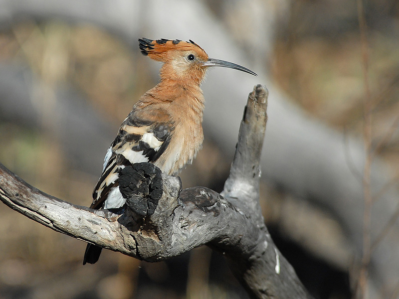  African Hoopoe   Kruger