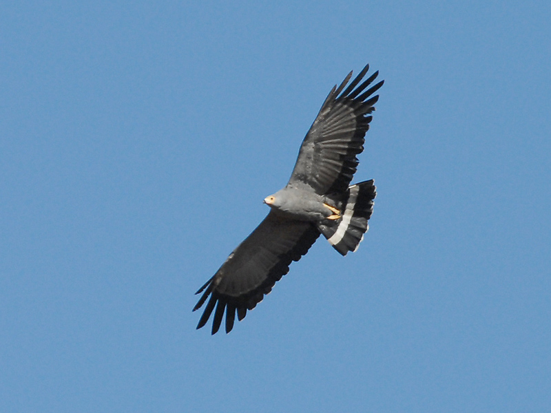 Gymnogene   Kruger