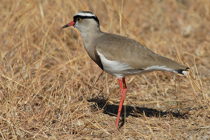 Crowned Plover   Kruger