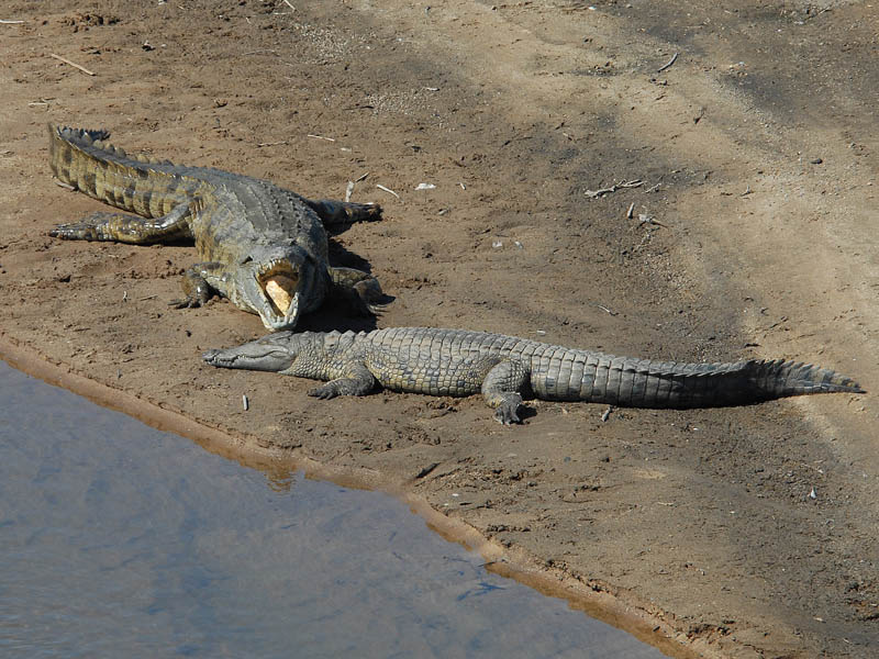 Nile Crocodile   Kruger