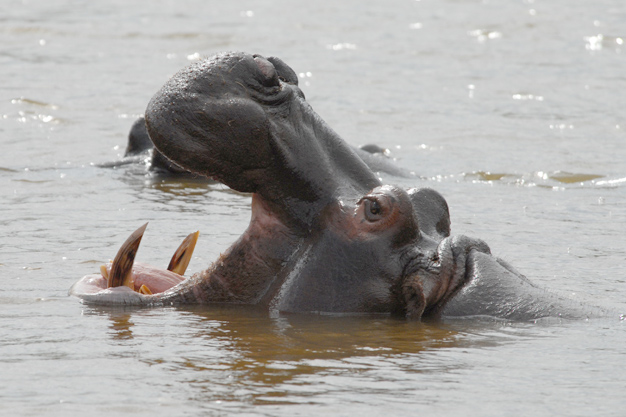 Hippo  Swaziland