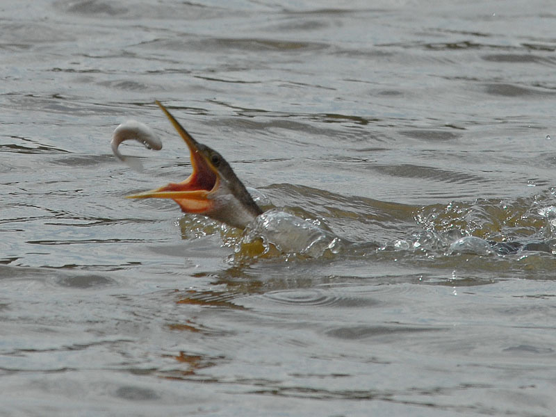 African Darter  feeding   Swaziland