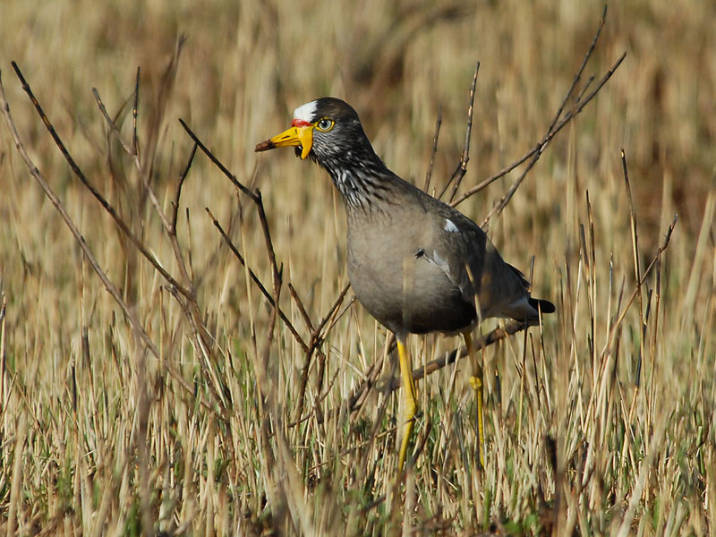 Wattled Plover   Swaziland