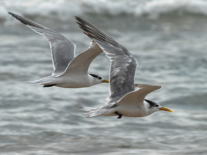 Swift Tern    Cape Vidal