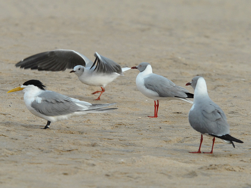 Swift Tern and Grey headed Gull   Cape Vidal