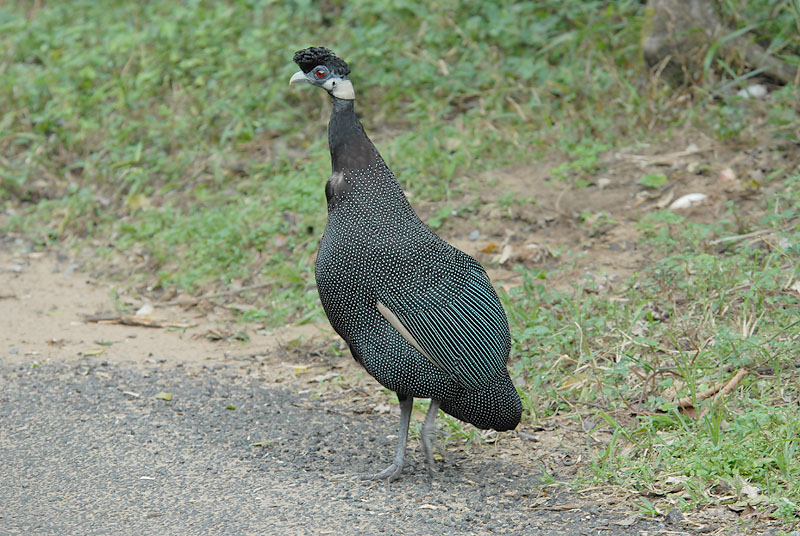 Crested Guineafowl  Cape Vidal