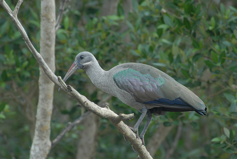 Hadeda Ibis  St. Lucia