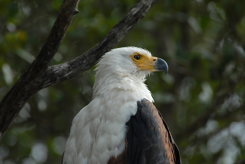 ZA_ African Fish Eagle 255.JPG