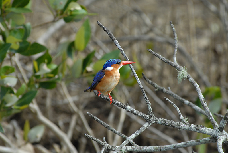 Malachite Kingfisher  St.Lucia