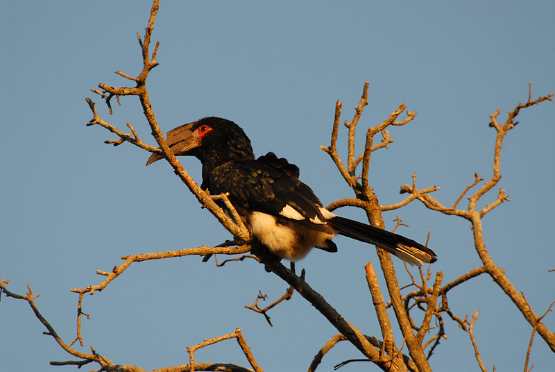 Trumpeter Hornbill  Umfalozi