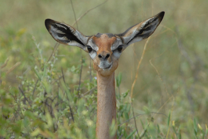 Kenia_ pbase 089.jpg