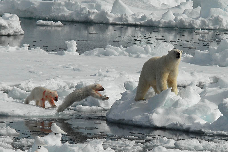 Polar Bear - IJsbeer