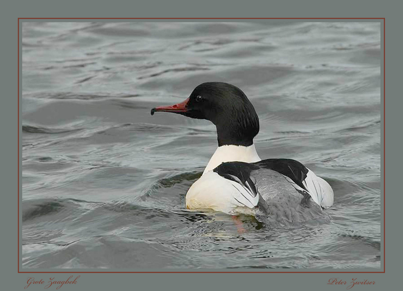 DSC_0079grote zaagbek -Common Merganser  pbase.jpg