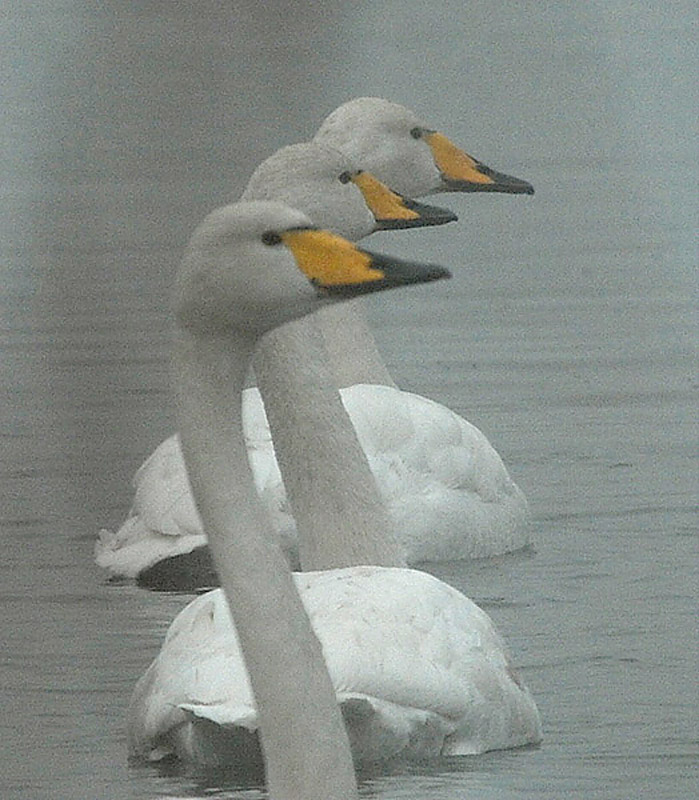Whooper Swans - Wilde Zwaan - Cygnus