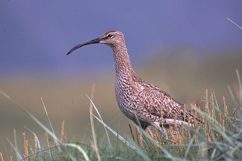 Whimbrel [Numenius phaeopus]