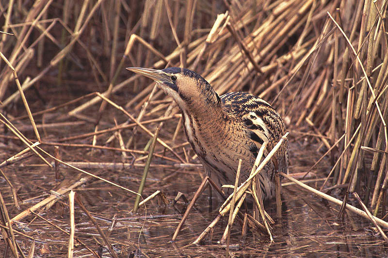 Great  Bittern - Roerdomp [ Botaurus stellarus]