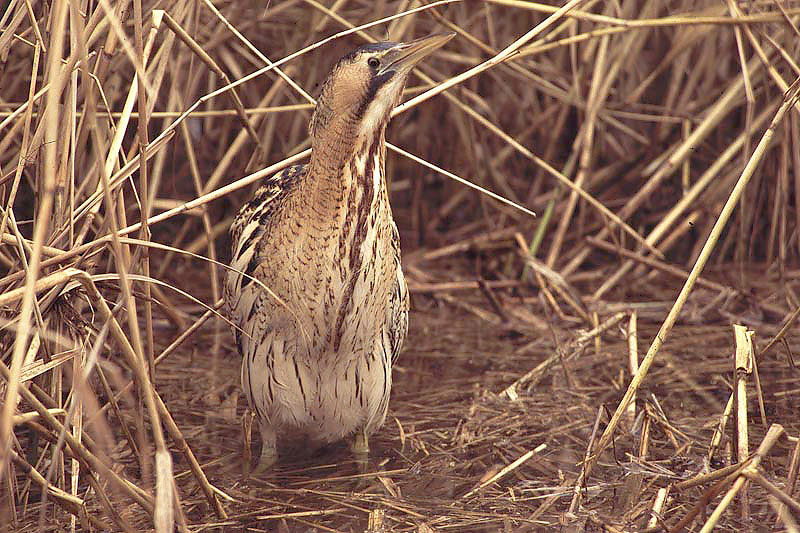   Great Bittern  - Roerdomp[Botaurus stellarus]