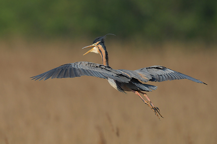 Purple Heron [Ardea purpurea]