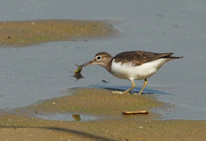 Common Sandpiper [ Actitis hypoleucos]