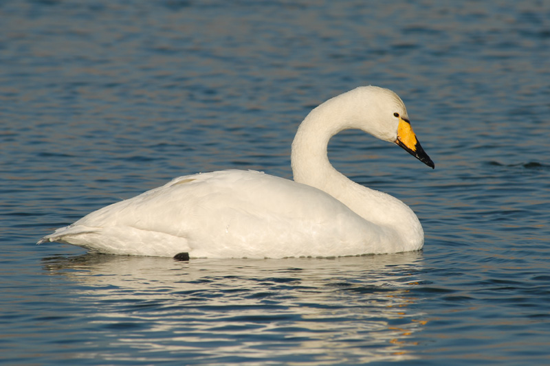 Whooper Swans - Wilde Zwaan - Cygnus