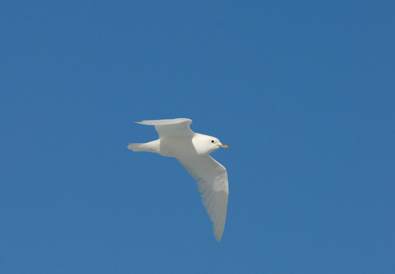 Ivory Gull [Pagophila eburnea]