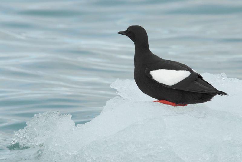 Black Guillemot [Cepphus grylle]
