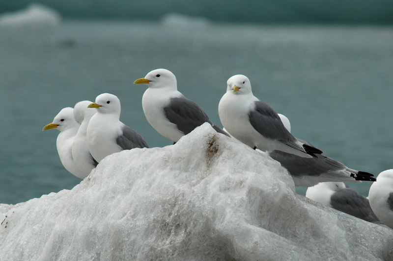 Kittiwake  [ Rissa tridactyla ]