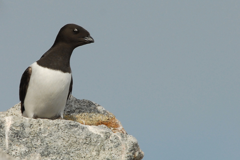 Little Auk [ Alle alle ]