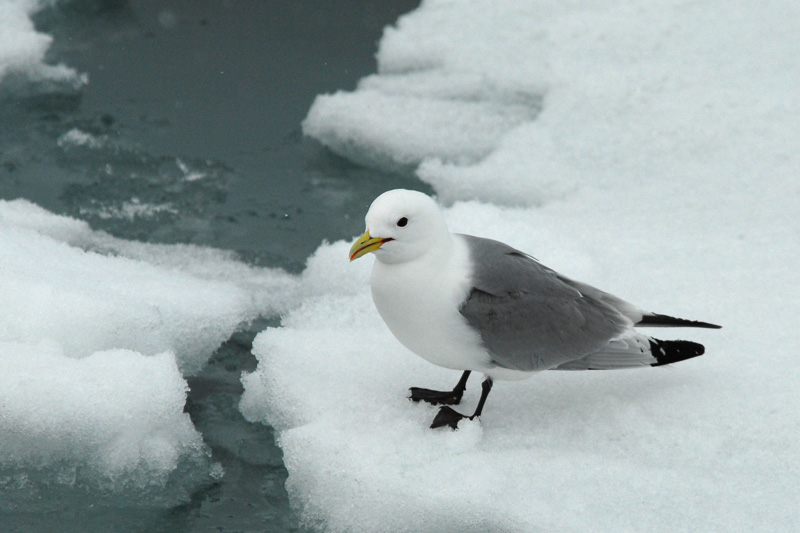 Kittiwake  [ Rissa tridactyla ]