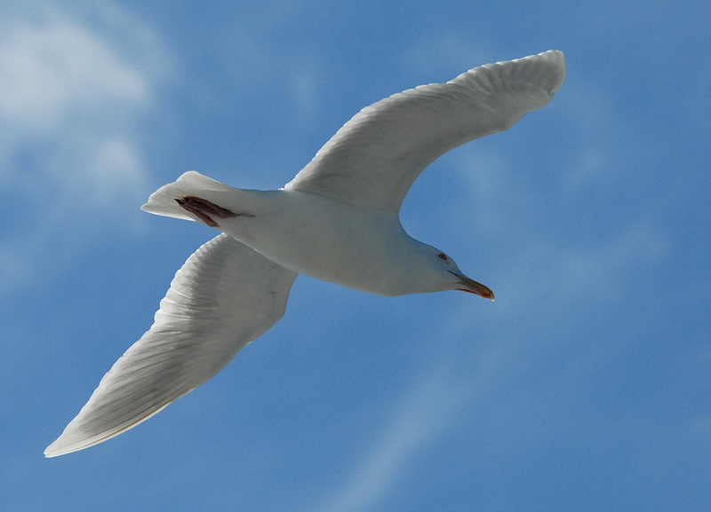 Glaucus Gull - Grote Burgemeester