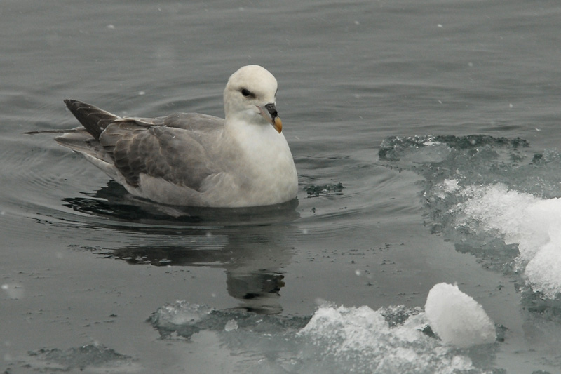 Nothern Fulmar [ Fulmarus glacialis ]